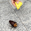 A&T TOY Mini RC Cockroach Toy – Realistic Remote Control Insect for Kids & Pets, Battery Included | A&T-43825 |
