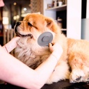 Benepaw Efficient Self Cleaning Slicker Pet Grooming Brush For Small Large Dogs Cats Comfortable Safe Anti-slip Comb For Pets